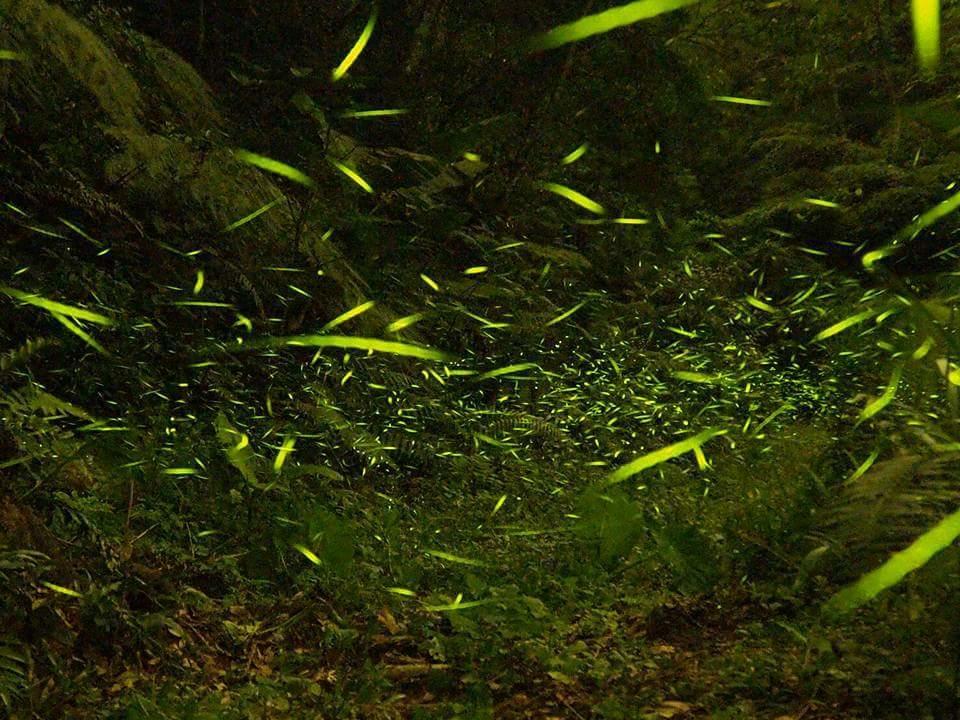 Starlight Forest B&B Jinshi Dış mekan fotoğraf